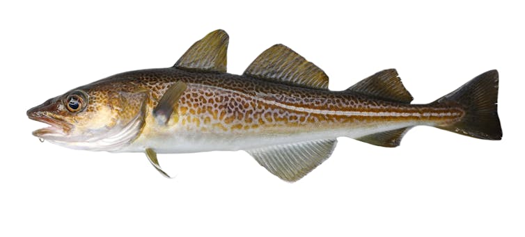 An illustration of a cod fish.