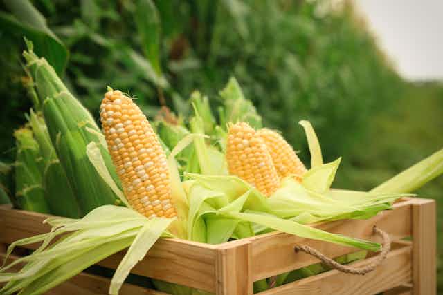 Wooden crate with fresh ripe corn on a field.