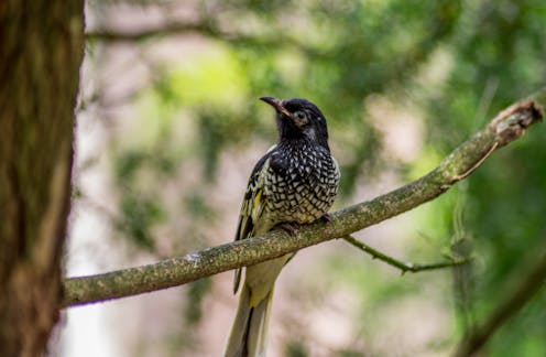 Destroying vegetation along fences and roads could worsen our extinction crisis — yet the NSW government just allowed it