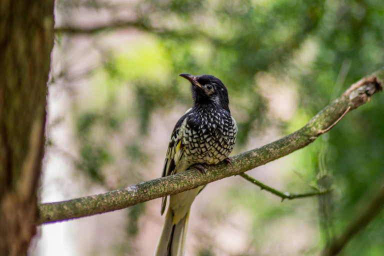 Regent honeyeater on a branch
