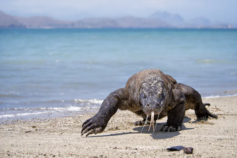 A Komodo dragon ambles along a tropical beach.