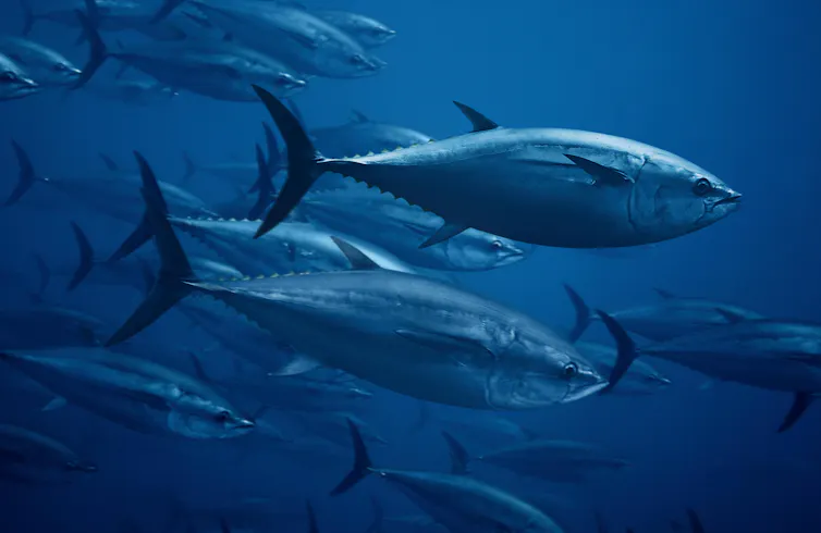 A shoal of large, silvery tuna.