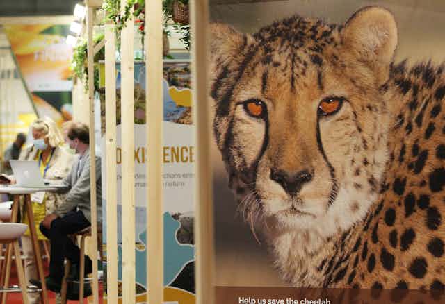 A cheetah stares out from a poster at a conference pavilion.