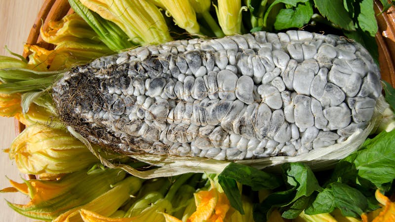 Huitlacoche: el horroroso manjar de los dioses