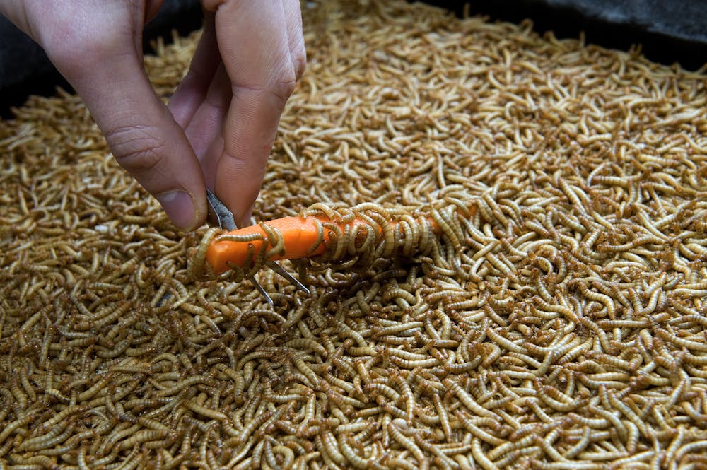 More people are eating bugs – but is it ethical to farm insects for food?