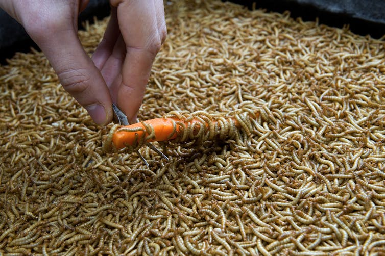 View of insects being produced as food by an industry in France.