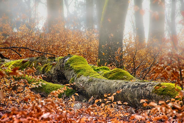 Photo de sous-bois avec un arbre tombé couvert de mousse et des feuilles mortes.