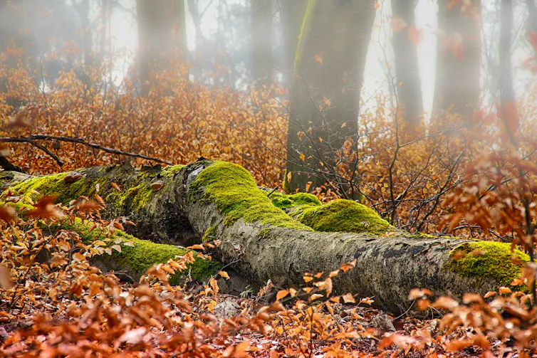 Photo de sous-bois avec un arbre tombé couvert de mousse et des feuilles mortes.