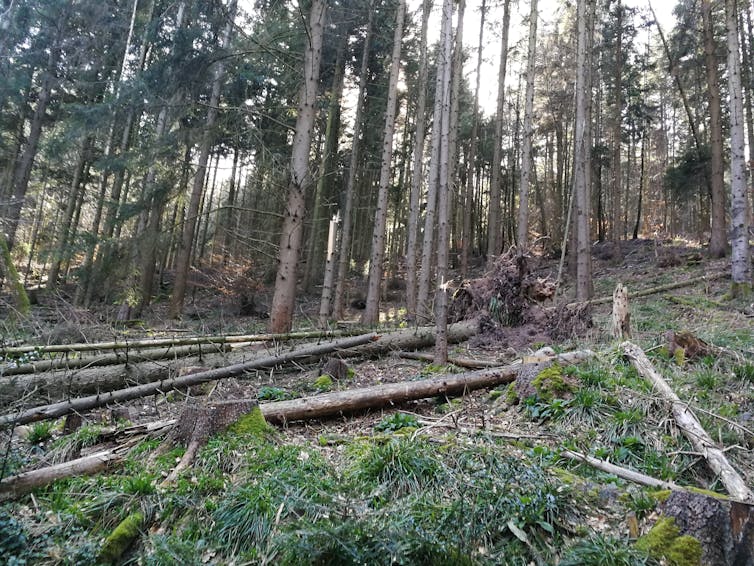 Photo d’une coupe dans une forêt, avec des troncs laissés au sol