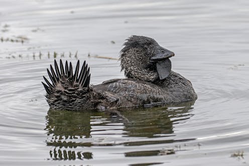 'Bloody fool!': why Ripper the musk duck, and many other talkative Aussie birds, are exciting biologists