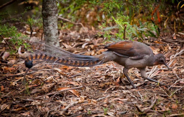 Superb lyrebird