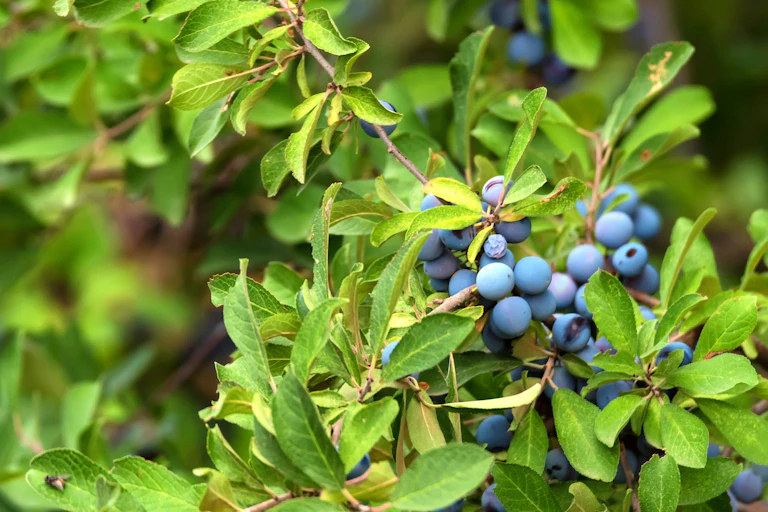 A blackthorn bush