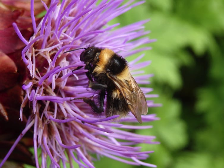 A bumblebee foraging on a purple flower (Author's own photograph)