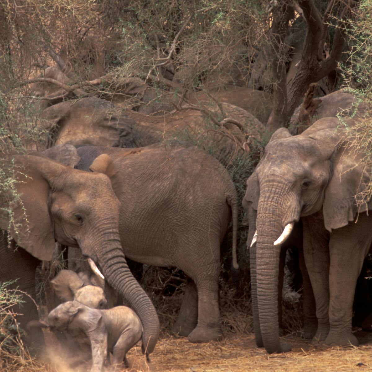 Mali's elephants show how people and nature can share space in a complex  world