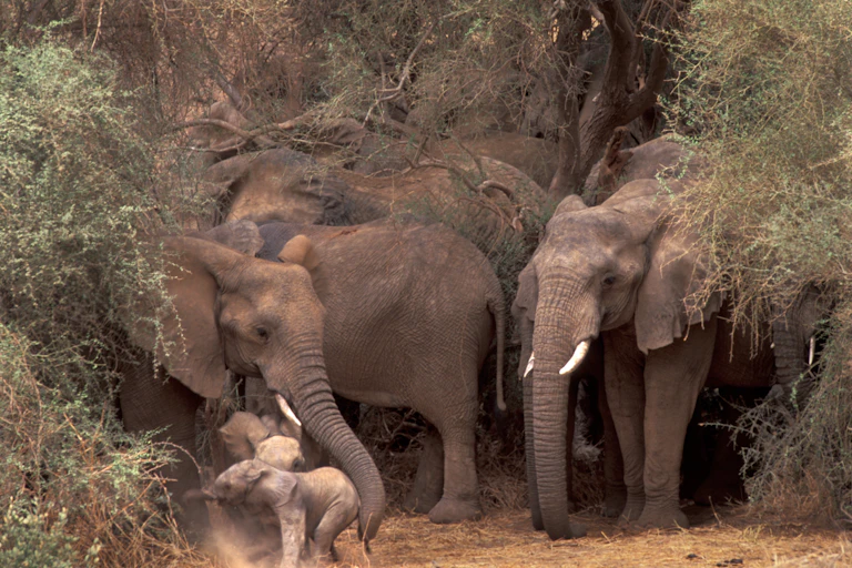 A herd of elephants