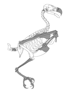 Silhouette of bird skeleton with bones highlighted