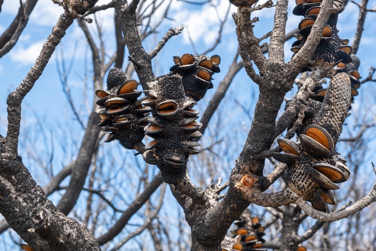 Burnt banksia