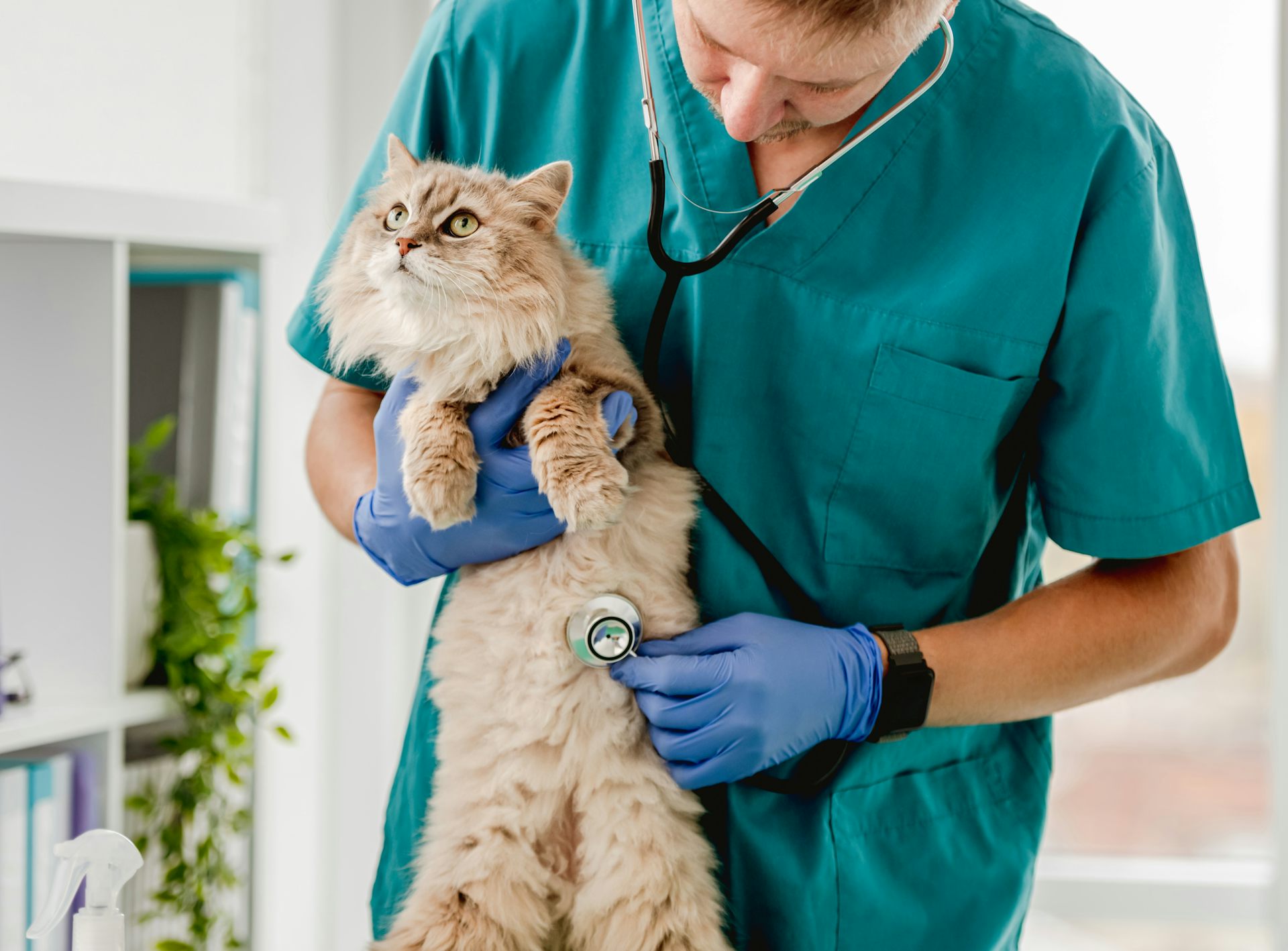 Why the pandemic made some cats sick with stress – and how we can help them