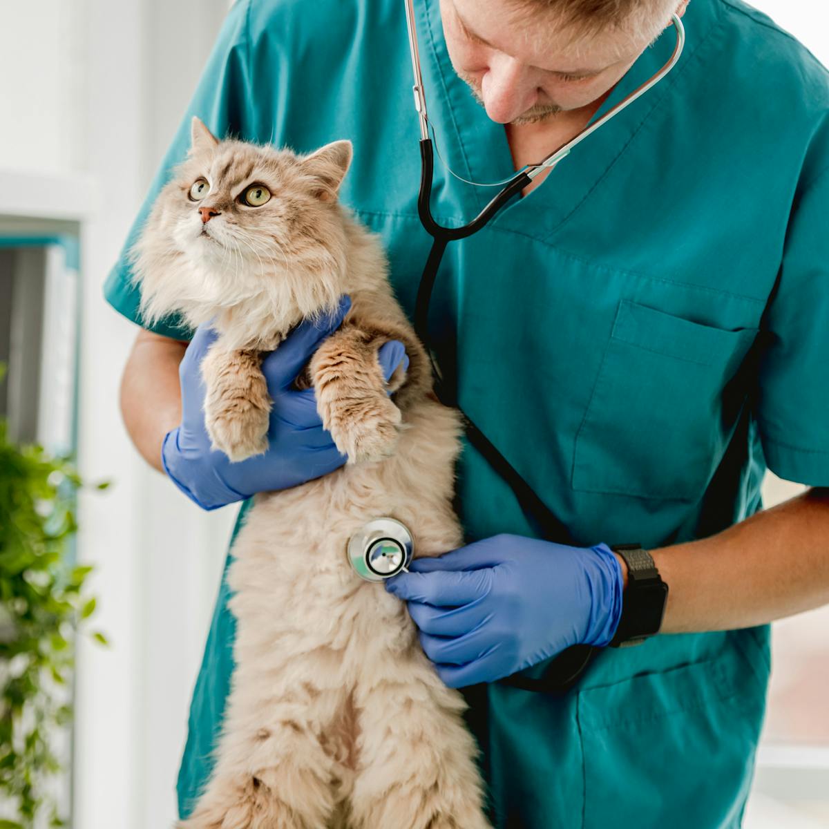 Why The Pandemic Made Some Cats Sick With Stress And How We Can Help Them