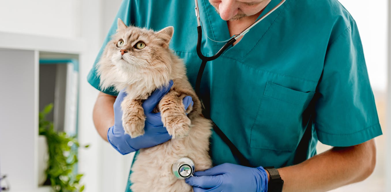 Why the pandemic made some cats sick with stress – and how we can help them