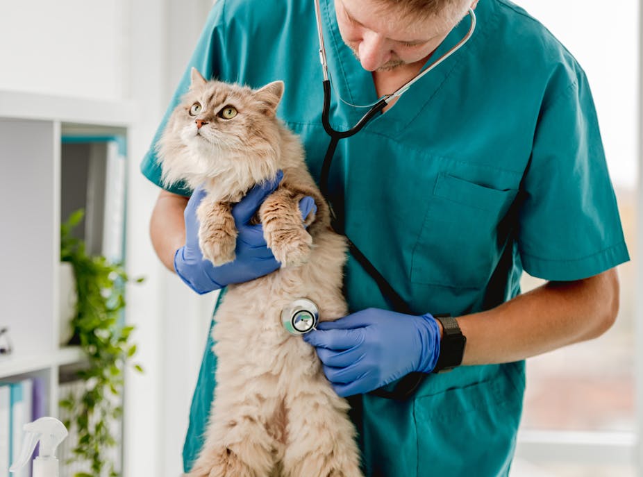 A fluffy cat being held by a vet who is listening to its stomach with a stethoscope.