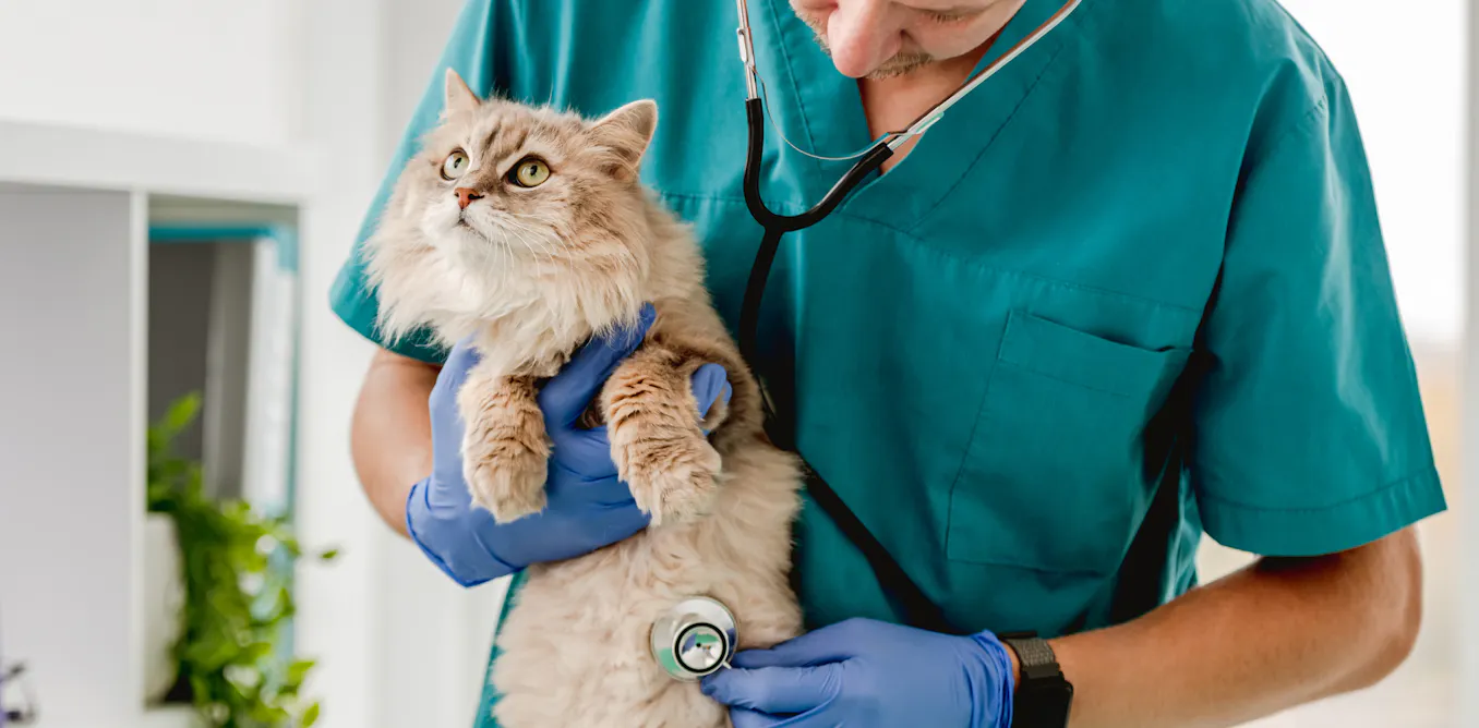Why the pandemic made some cat...