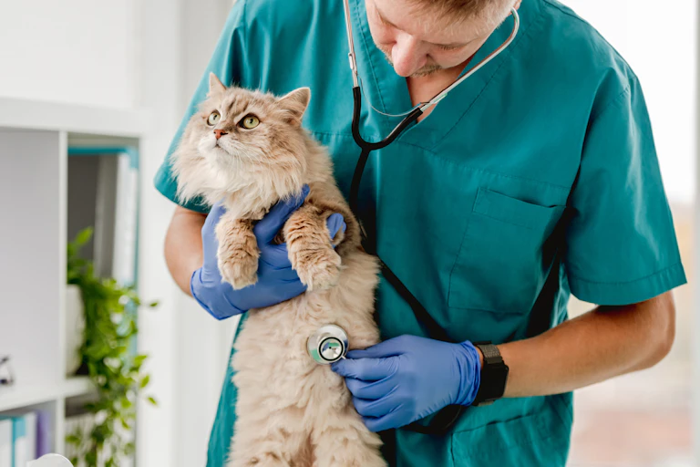 A fluffy cat being held by a vet who is listening to its stomach with a stethoscope.