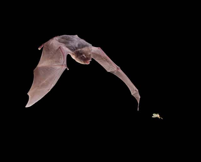 A bat attacking a moth