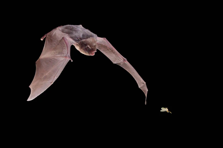 A bat attacking a moth