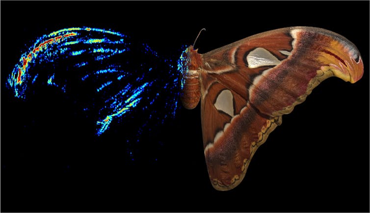 An image showing a moth' forewing tip imaged tomographically
