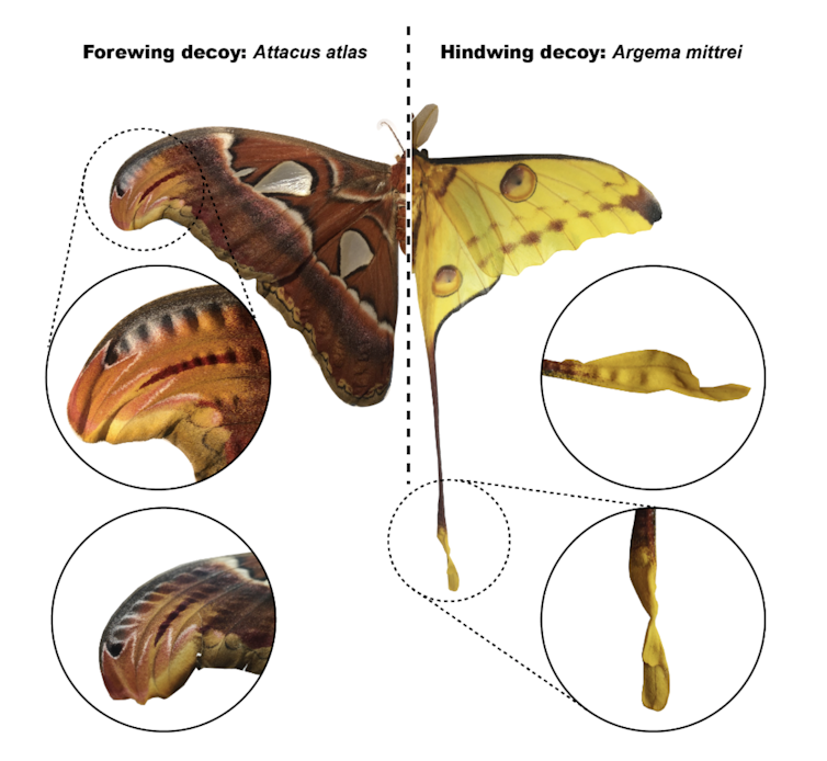 The location of acoustic decoy on different moths' wings