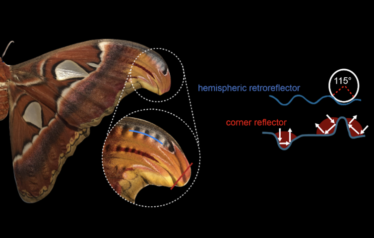A diagram showing where retroreflection takes place on moth wingtips