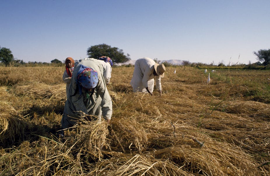 Farmers busy harvesting rice, Dakhla oasis, Western Sahara, Egypt
