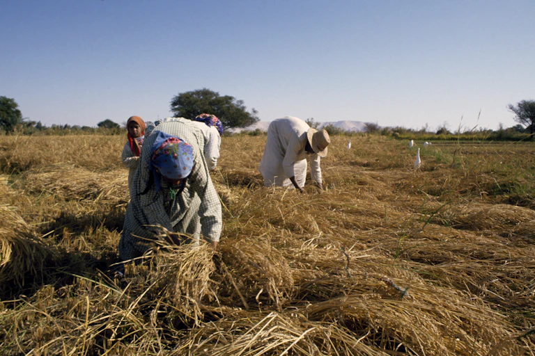 Farmers busy harvesting rice, Dakhla oasis, Western Sahara, Egypt