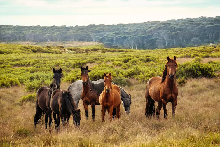 Brumbies