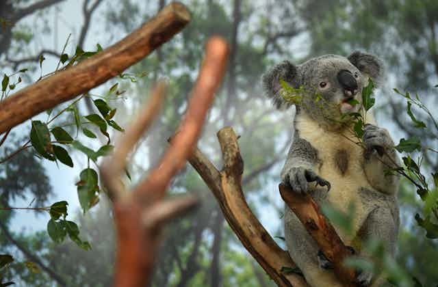 Koala eating a leaf