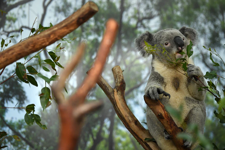 Koala eating a leaf