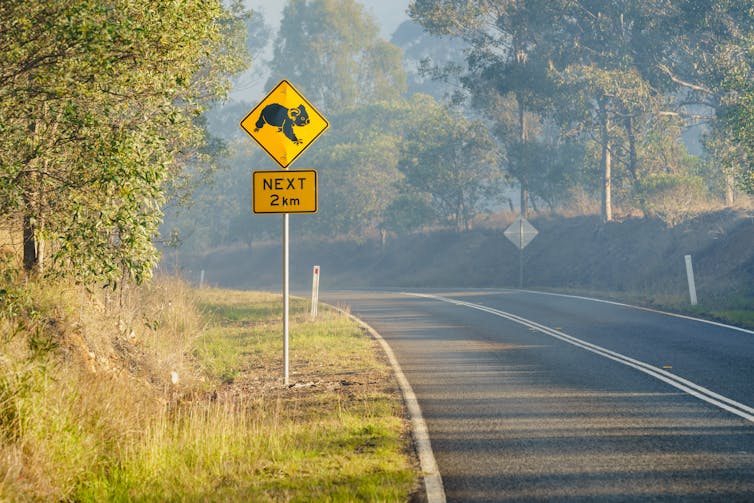 When fire hits, do koalas flee or stick to their tree? Answering these and other questions is vital