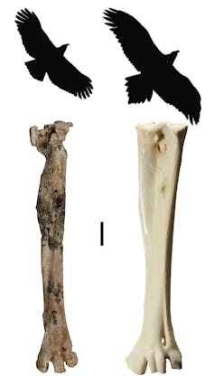 Fossil raptor bones