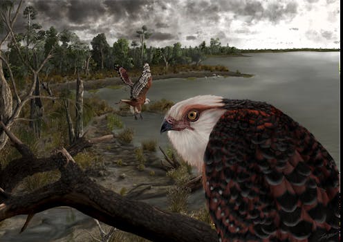 Meet the prehistoric eagle that ruled Australian forests 25 million years ago
