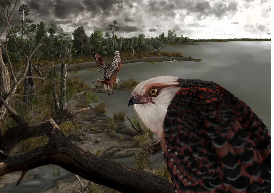 Meet The Prehistoric Eagle That Ruled Australian Forests 25 Million Meet The Prehistoric Eagle That Ruled Australian Forests 25 Million