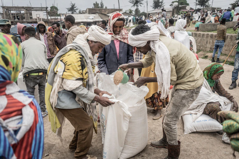 men portioning out wheat