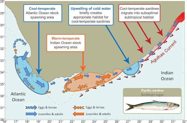 An illustration explaining how sardine migration is influenced by genetic adaptations to water temperature