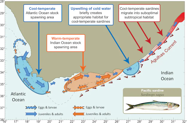 An illustration explaining how sardine migration is influenced by genetic adaptations to water temperature