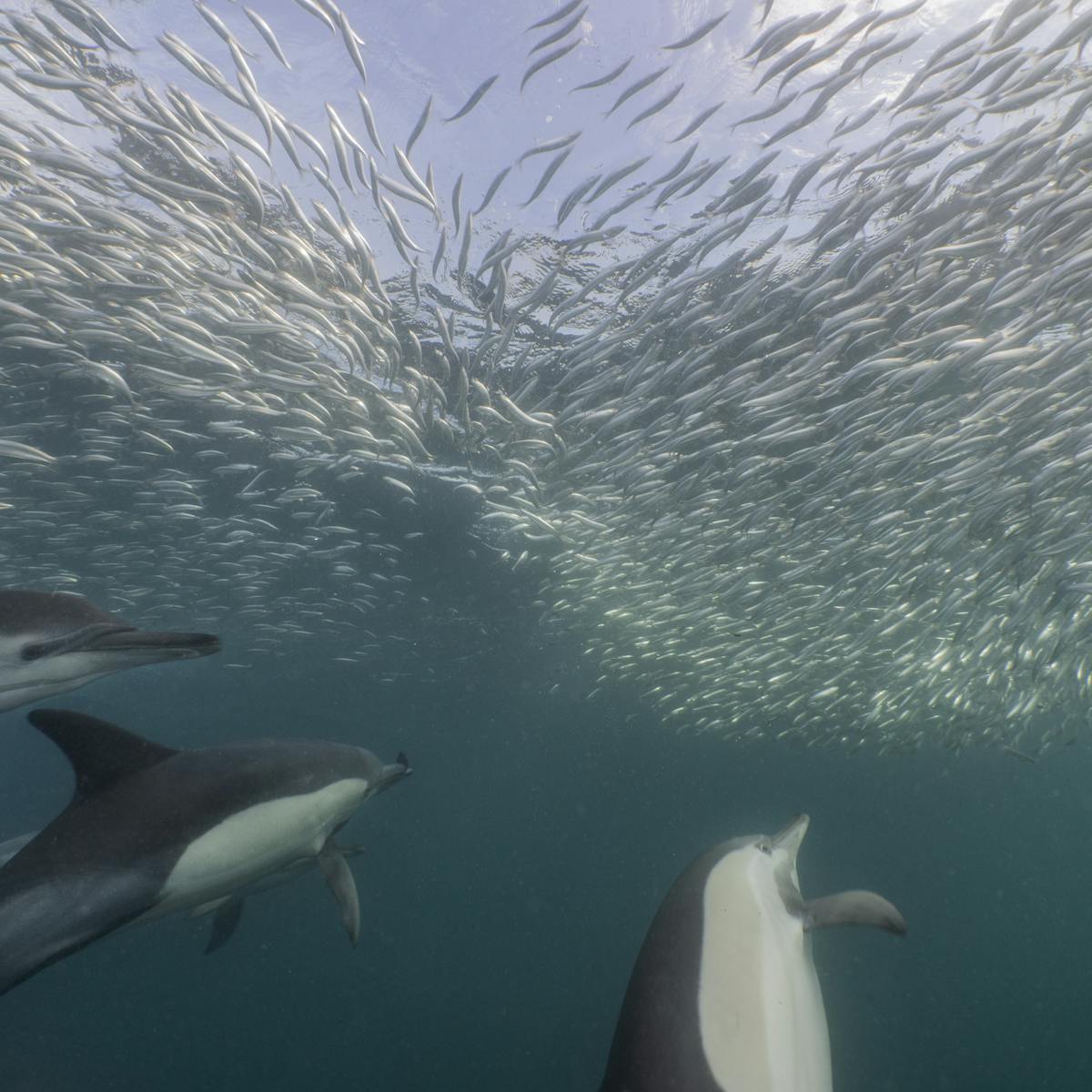 Another Fish In The Sea Dating Site Another Fish In The Sea Dating Site