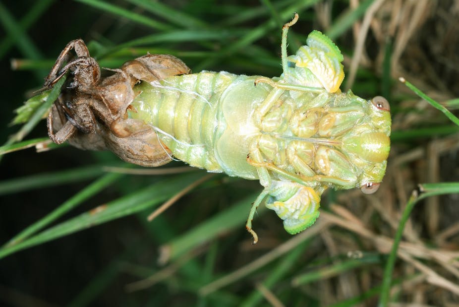 Metamorphosis of Lyriste plebejus: the cicada, finally out of the ground, transforms from the larval stage to its adult appearance.