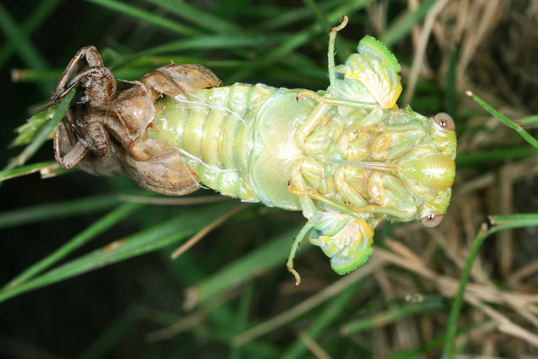 Metamorphosis of Lyriste plebejus: the cicada, finally out of the ground, transforms from the larval stage to its adult appearance.