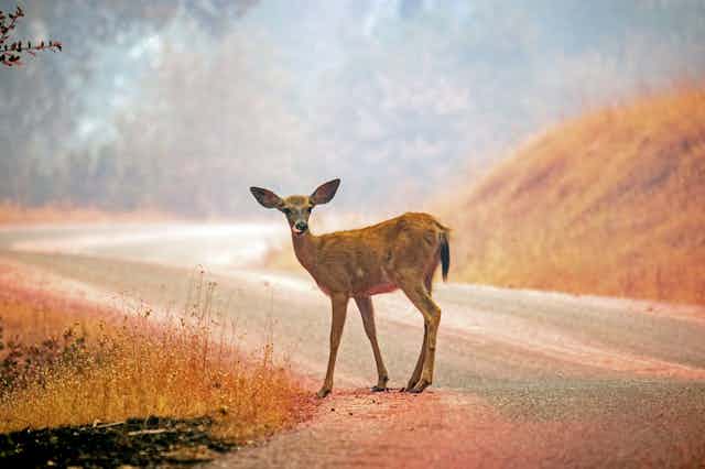 Deer on roadside looking at camera