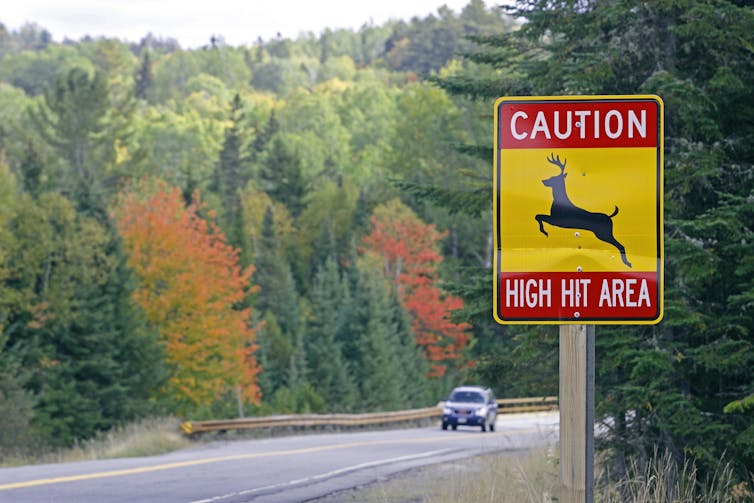 Car on road during the start of leaf colors with road sign reading: Caution: High Hit Area