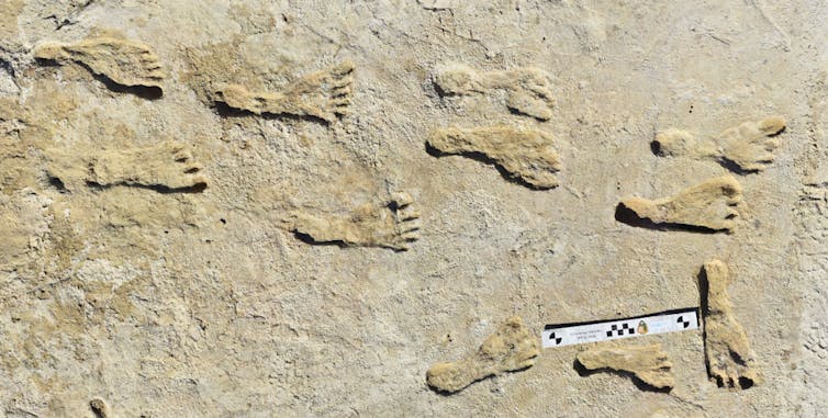 Eleven fossil footprints in rock with a ruler giving scale.